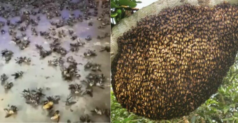 Giant honey bees swarm home in southern Thailand