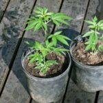 More than 100,000 people register to grow cannabis at home in Thailand | Thaiger