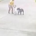 2 year old foreign child in ICU after Pit Bill attack in Pattaya, Thailand | Thaiger