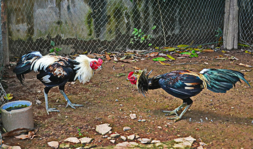 Malaysian cockfighter sneaks across border and gets shot in southern Thailand