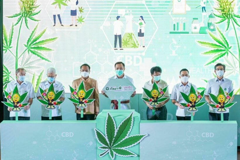 Gov’s 1 million cannabis plant hand out poses a danger to the health of Thailand’s youth