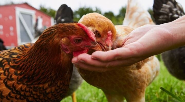 Farmers feed cannabis to chickens in northern Thailand