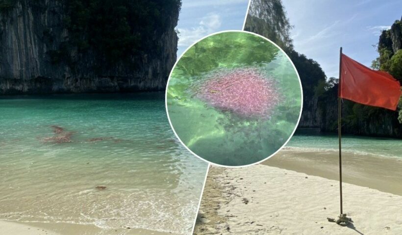 Fire jellyfish warning in Krabi, southern Thailand