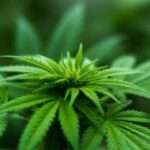 Thai industry gets high on government’s green hemp policy | Thaiger