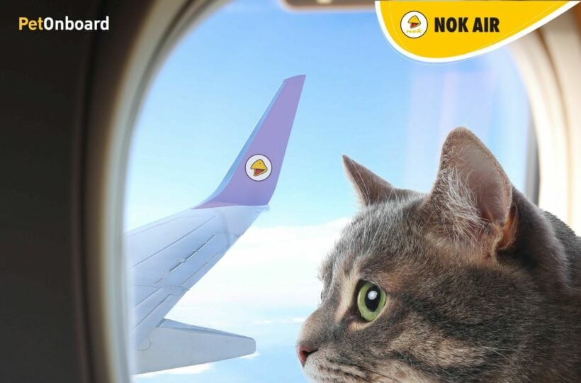 Take your pet on board Bangkok - Chiang Mai flights with Nok Air | Thaiger