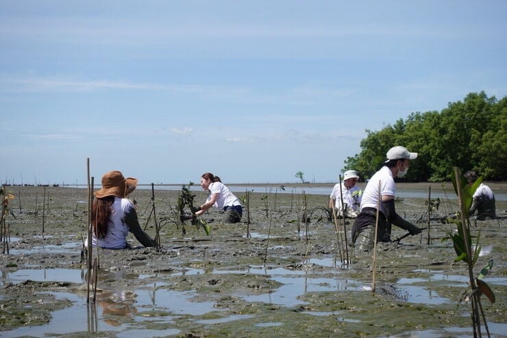 Cathay Pacific plants 999 mangrove trees in Thailand