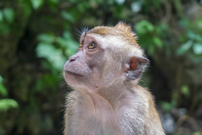 Macaques test negative for monkeypox in southern Thailand