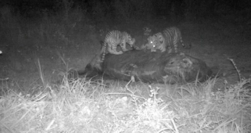 New Discovery of Second Tiger Population in Thailand Found in Thap Lan  World Heritage Park, News