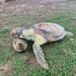 Dead sea turtle with plastic lodged in its throat washes up on Phuket beach | Thaiger