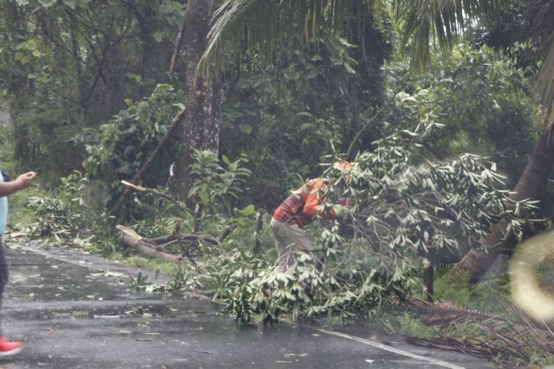 Wind plunges trees onto houses in Phuket