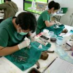 Thailand ramps up monkey population control efforts | Thaiger