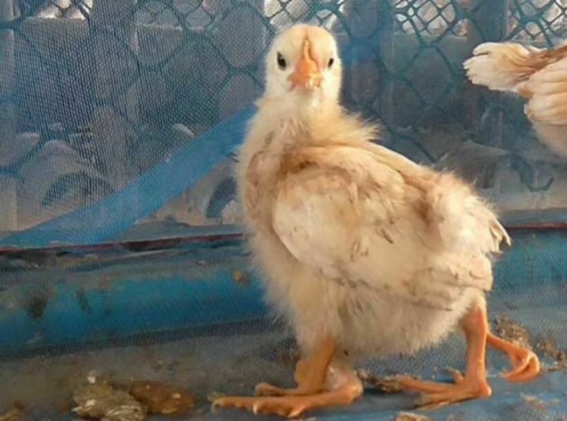 Four-legged chicken turns heads at Big Bum Farm in northeast Thailand