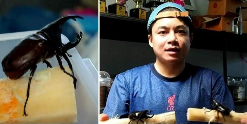 Battle of the Beetles: Man gets rich selling rhinoceros beetles in southern Thailand