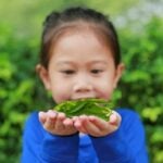 Coalition calls for cannabis regulation, ban for youth | Thaiger