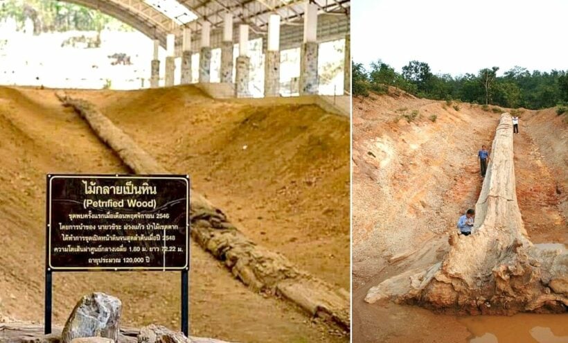 Petrified tree in Tak certified as Guinness World Record largest