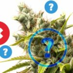 Public Health Ministry requests, then retracts cannabis crackdown | Thaiger