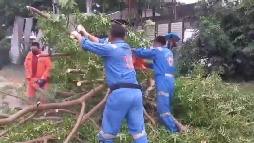 Tree falls on couple in Chon Buri, killing 1