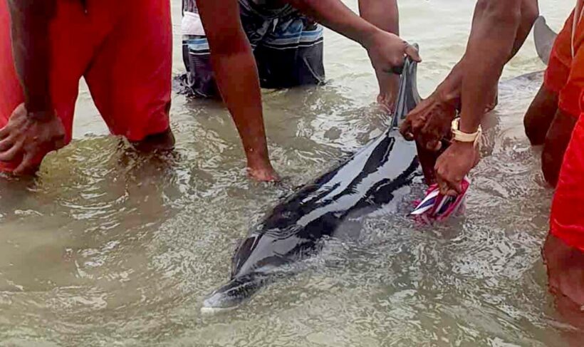 Striped dolphin dies in Patong after washing ashore injured