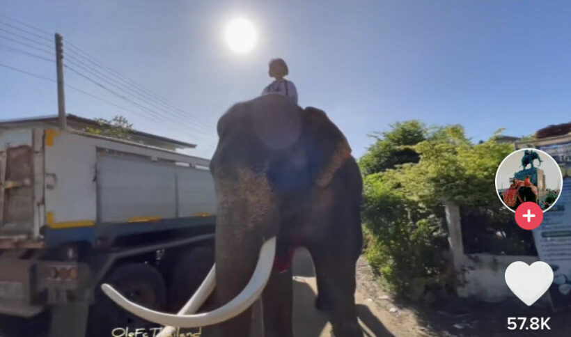 Girl in northeast Thailand rides elephant to save fuel costs, goes viral