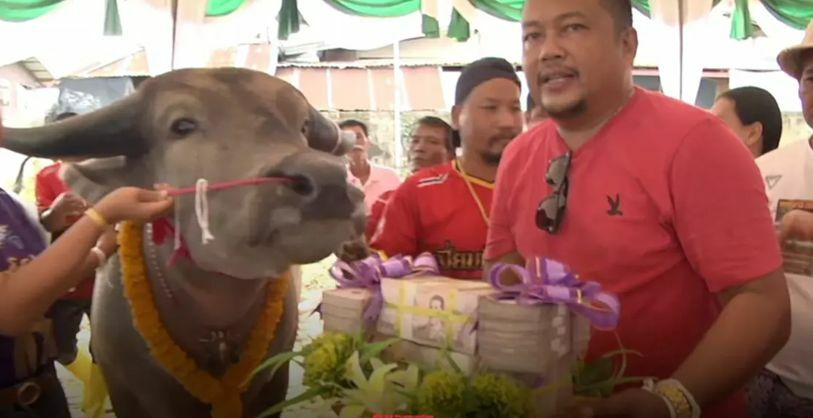 Man in northeast Thailand pays 3.9 million baht dowry… for a buffalo