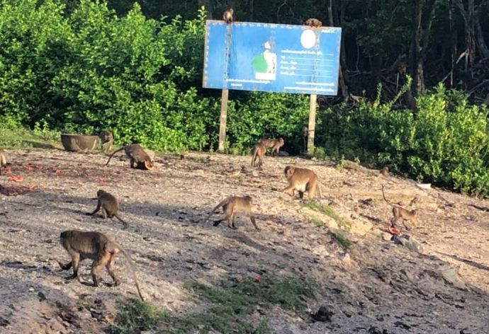 No more monkey business! Phuket monkeys lose tourists from monkeypox scare