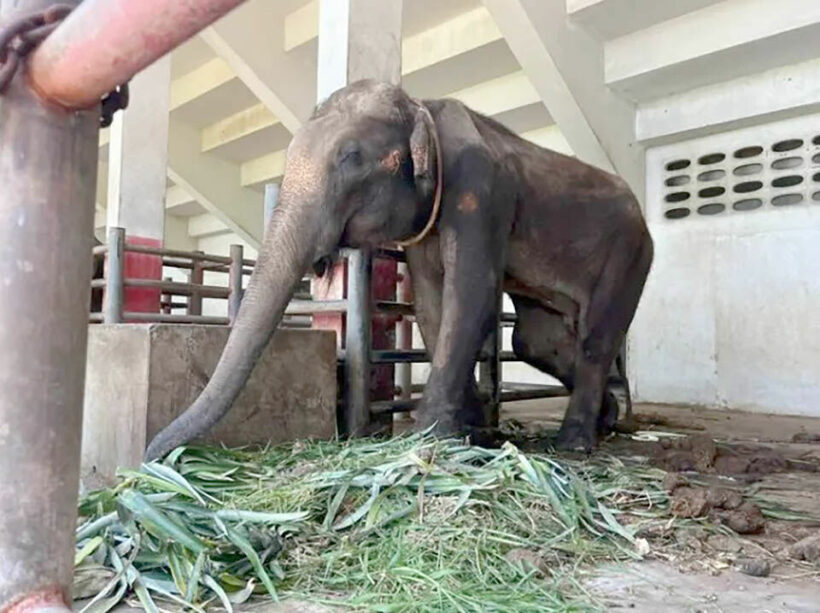 Zoo in central Thailand accused of mistreating elephants