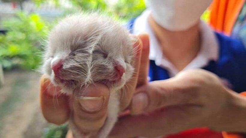 Two-faced kitten born in northern Thailand