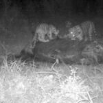 VIDEO: Rare footage reveals family of tigers feeding on prey in Thailand | Thaiger
