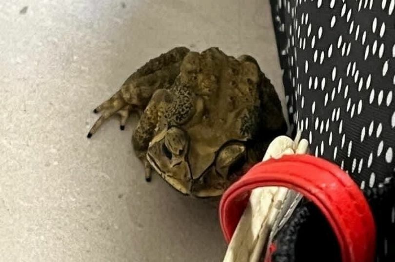 Toad travels from Thailand to Wales in student’s suitcase