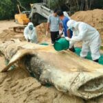 Whale shark washed up on a Krabi beach in Thailand | Thaiger