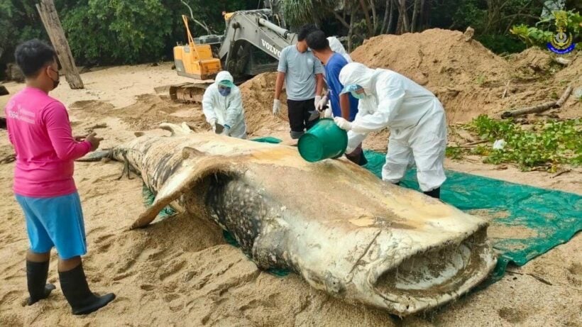 Whale shark washed up on a Krabi beach in Thailand