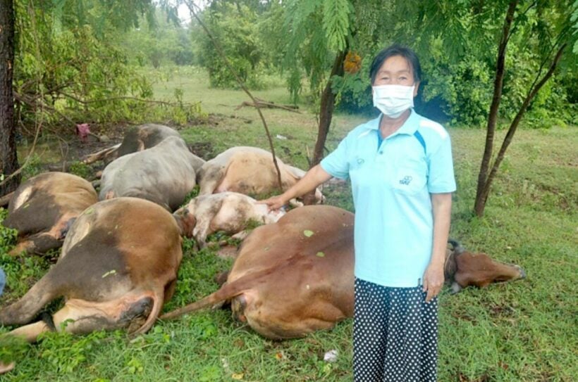 Lightning strike kills seven cows in Nakhon Ratchasima