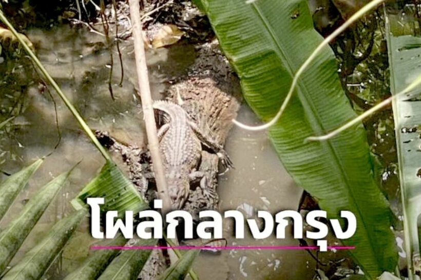 Crocodile turns up in an unusual location: the heart of Bangkok