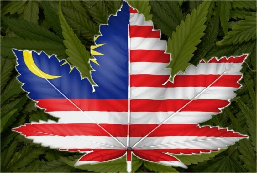 Malaysia considers medical cannabis law shaped by Thai policy