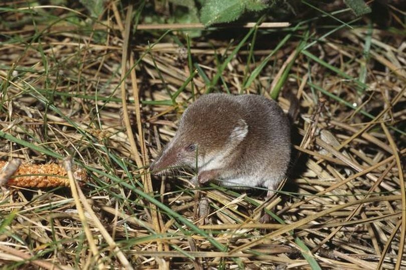 Another new virus found in China reportedly spread from shrews