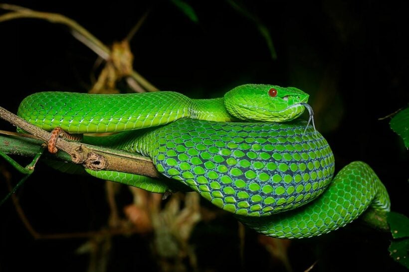 What to do if you get bitten by a snake in Thailand