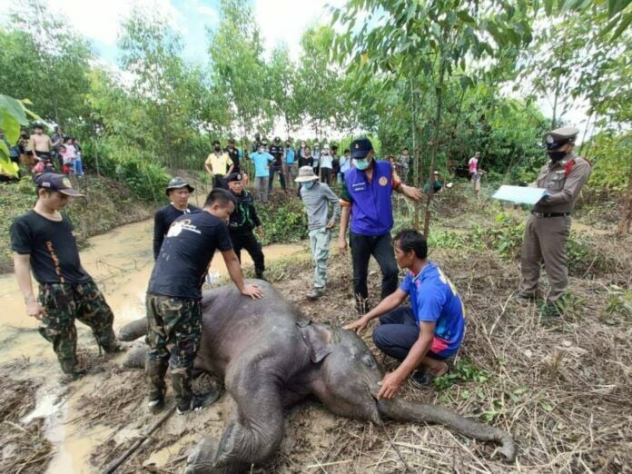 Elephant calf stamped to death in central Thailand