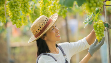 5 vineyards and wineries in Thailand all wine lovers should know | Thaiger
