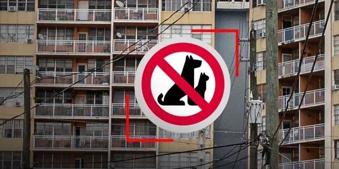 Tenant fined 140,000 baht for keeping dog in Bangkok condominium