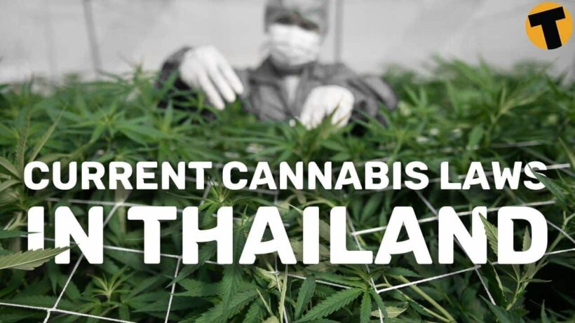 All you need to know about the current cannabis situation in Thailand | This is Thailand