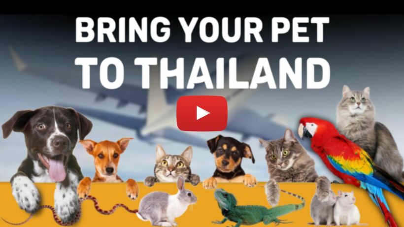 Can you bring your pets to Thailand? Here's all you need to know | News by Thaiger