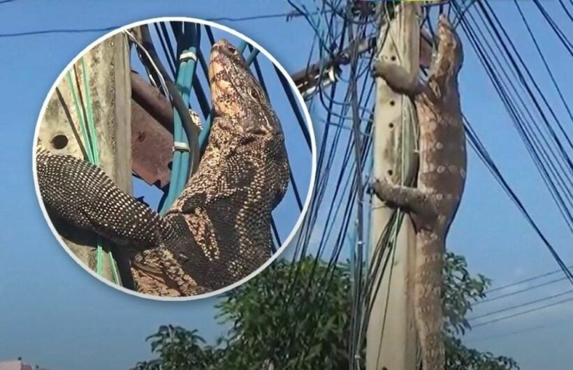 Lagarto мonitor gigante se suƄe a un poste de energía para escapar de una jauría de perros en el centro de Tailandia | tailandés