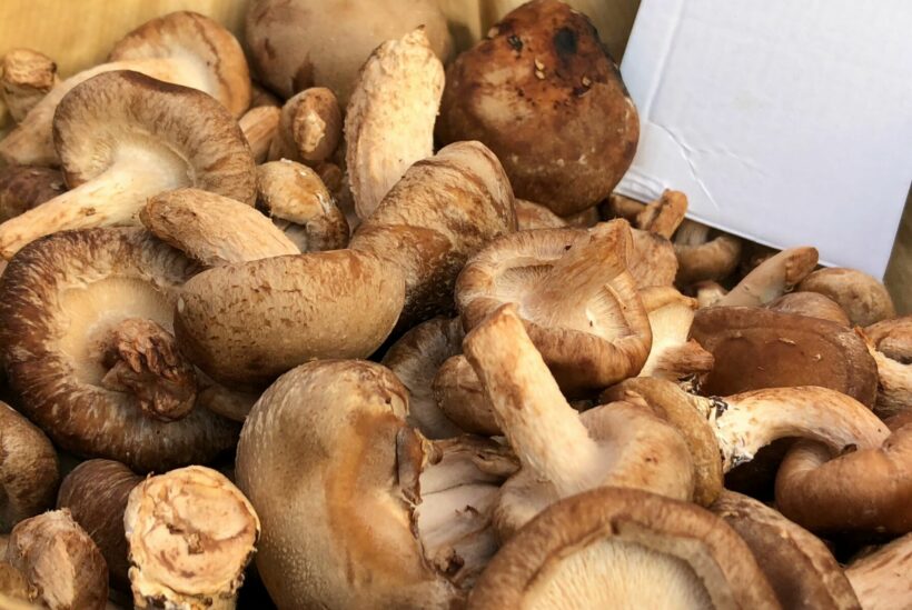 Fake Mushrooms For Sale In A Market In Bangkok, Thailand Stock