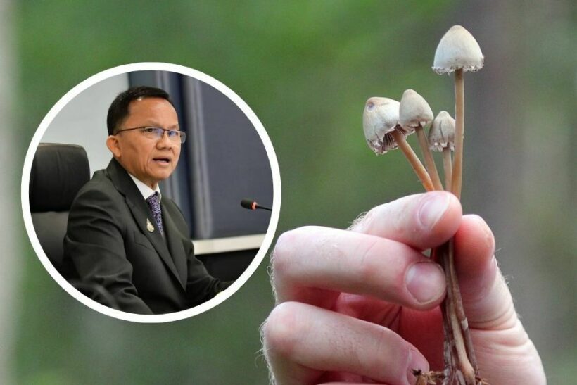 Govt take a trip to the shroom to help Thailand’s depressed | Thaiger