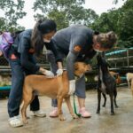 Soi Dog Foundation vaccinates over 700 stray dogs in Phuket, Thailand | Thaiger
