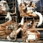 Soi Dog Foundation steps up fight against rabies and dog meat trade in Vietnam | Thaiger