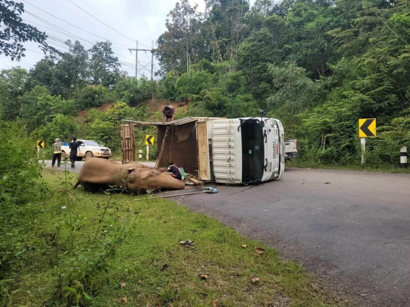 Truck carrying elephant overturns in northern Thailand