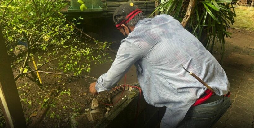 Croc randomly shows up in Phuket temple pond