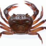 Large, endangered Indochinamon Bhumibol crab spotted | Thaiger