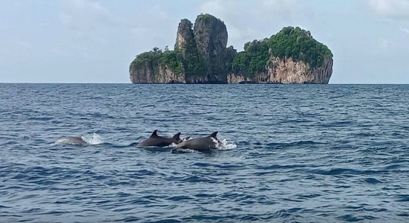 With Maya Bay closed to tourists, a group of dolphins shows up